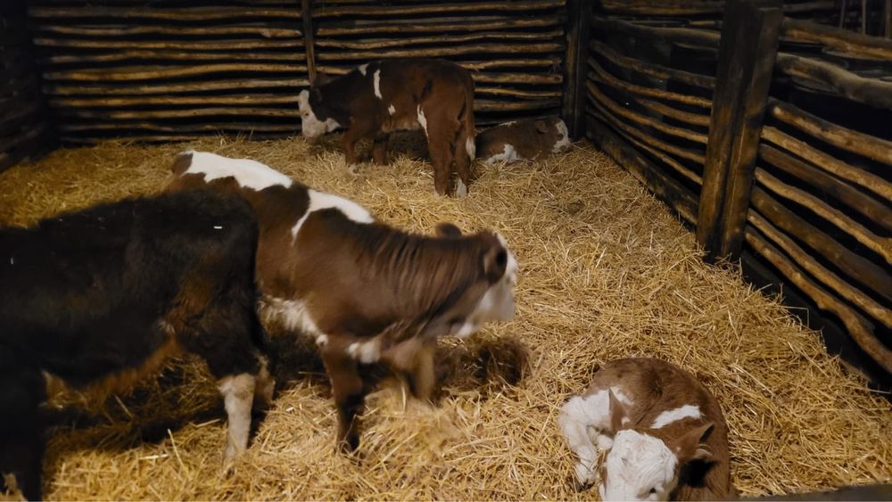 Vand vitei sugari si intarcati