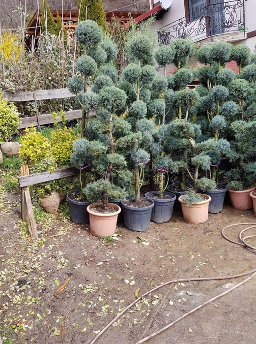 Tuia brazi spirale pon pon cedrus Danica magnolia prunus și multe alte