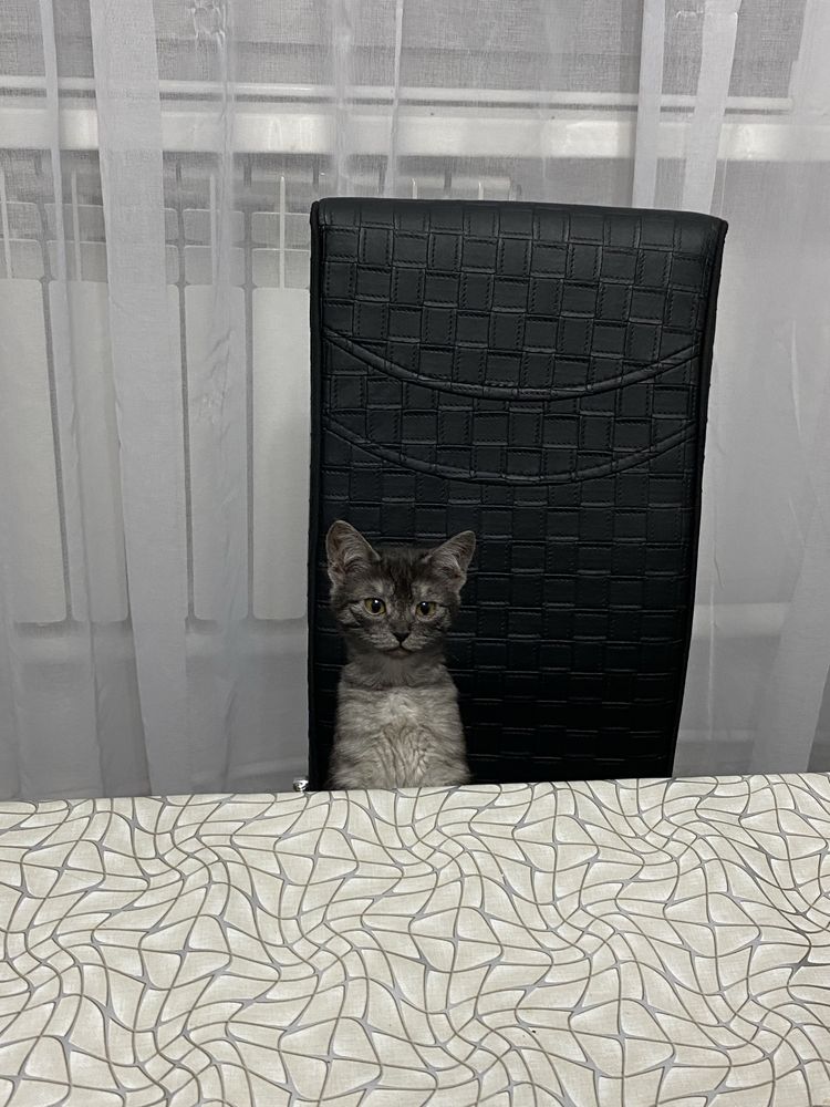 Отдам кошку бесплатно