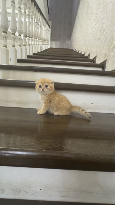 Продаётся чистокровный котята золотая шиншилла