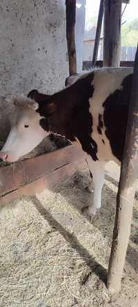 Продам корову с теленком 2 месяца
