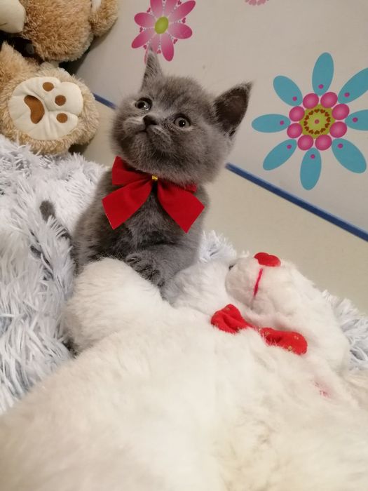 British shorthair,asigur transport!