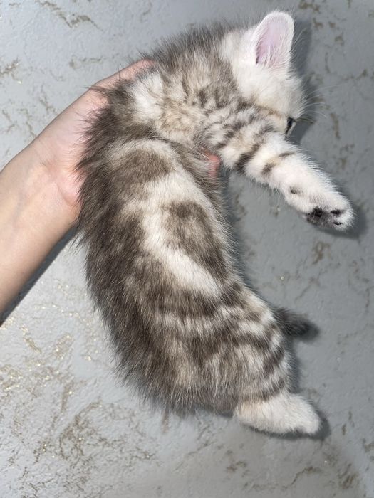 мраморный британец котята