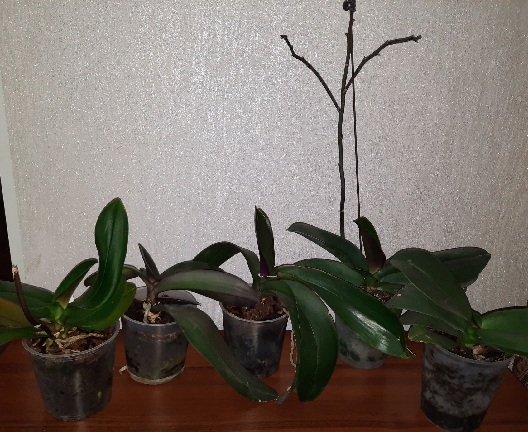 Продам Орхидеи 3200