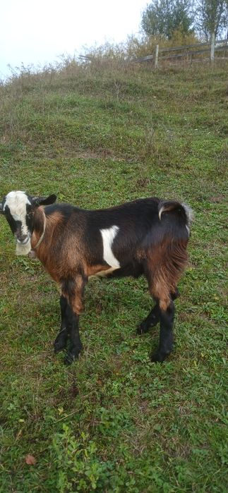 Vând țap          .