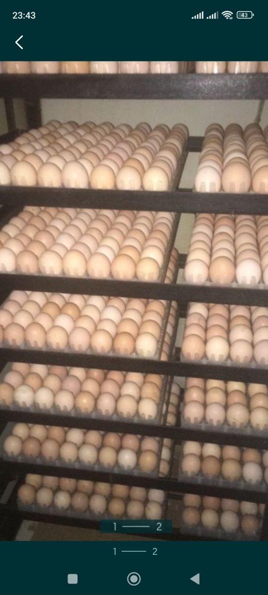 Продам яйца инкубационный бройлер