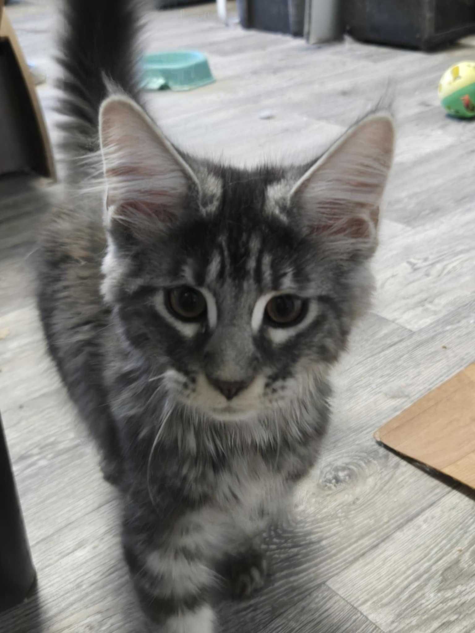 Мейн Куун.Maine Coon
