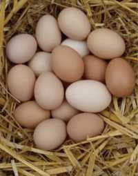 Жумыртка яйцо домашняя 55 тенгеден