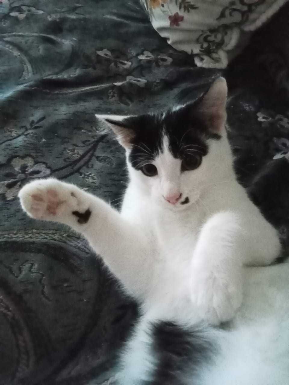 Отдам милого котёнка только хорошим, добрым, любящим животных людям