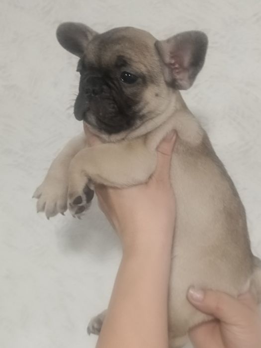 Щенок Французского Бульдога.