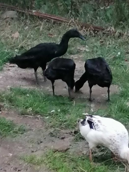 Ratoi indieni argintiu salbatic