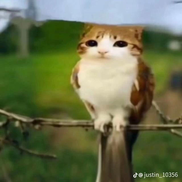 Прокачаю аккаунт в Форсакене