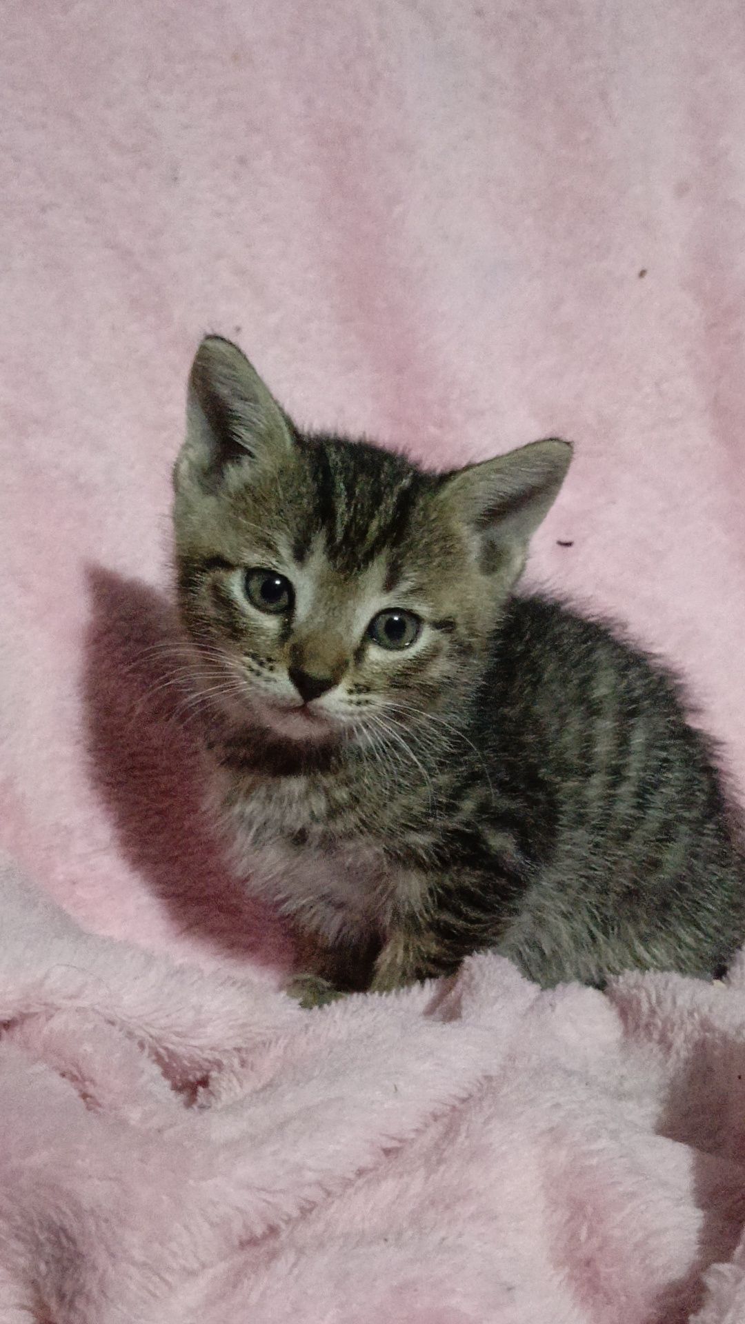Котёнки вислоухий