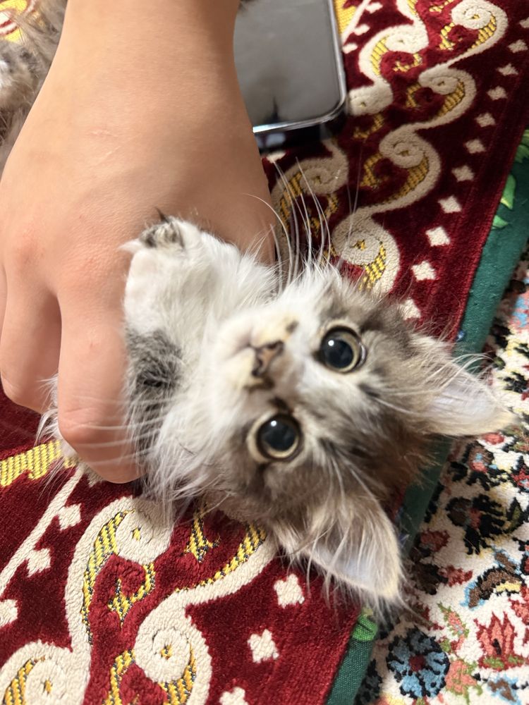 Продается котёнок