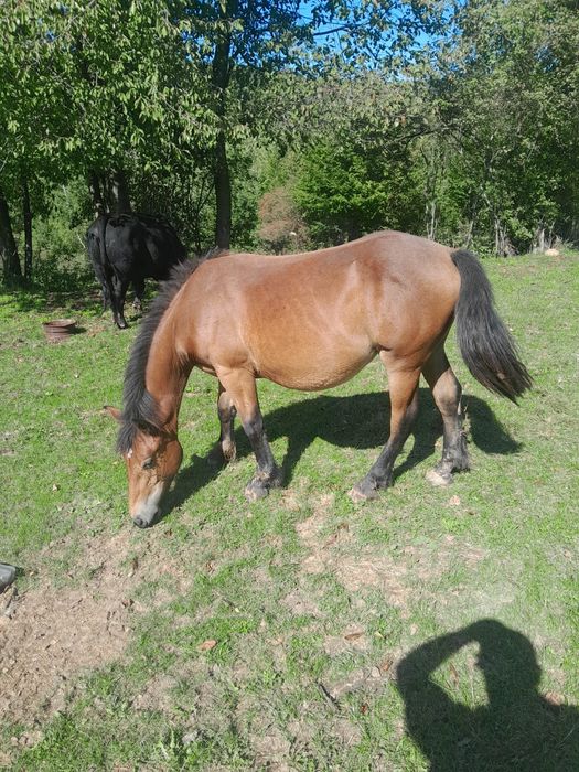 Vând manza de 1 și 3 luni sau schimb cu vitei,juninci