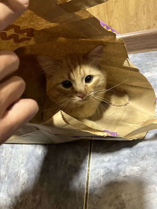 Бесплатно !!! Котенок