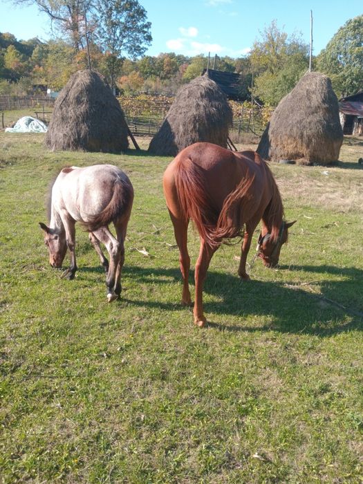 Vând iapă de 3 ani și mânză de 6 luni 3500 lei (NEGOCIABIL)