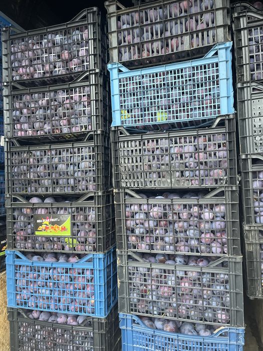 Prune pentru magiun sau tuica