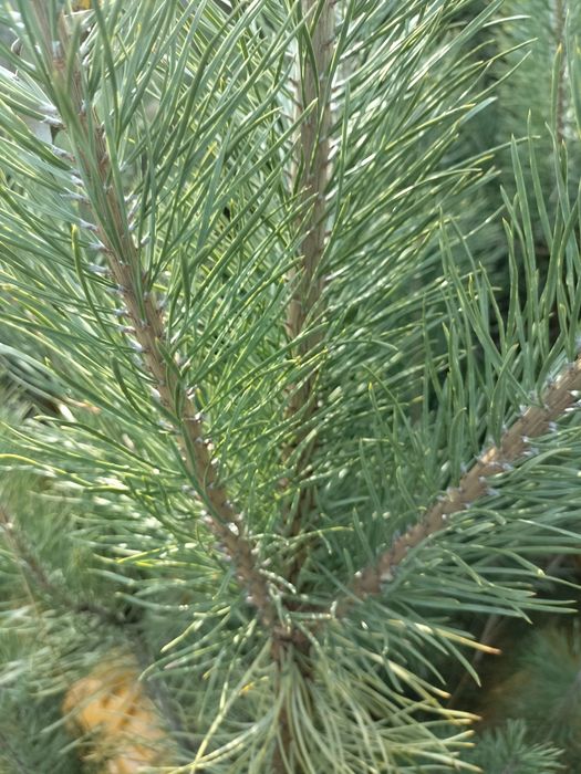 Сосна Обыкновенная