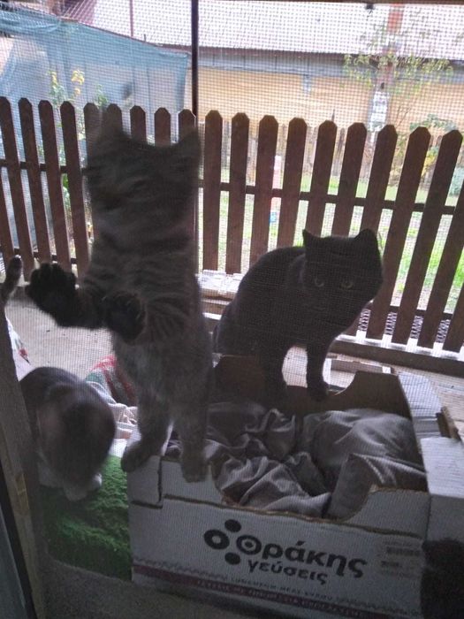 Adoptie !! Pisicute !!