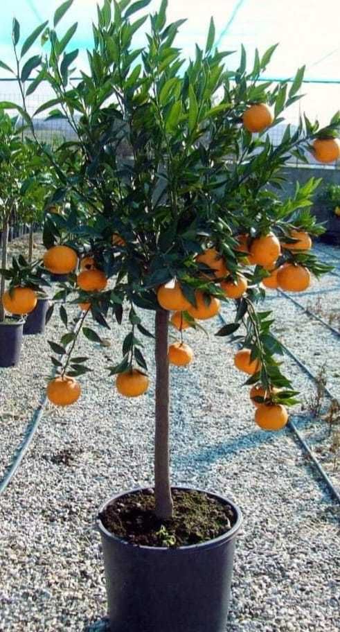 Plante ornamentale