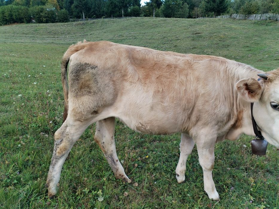 Vițică bălțata de vânzare