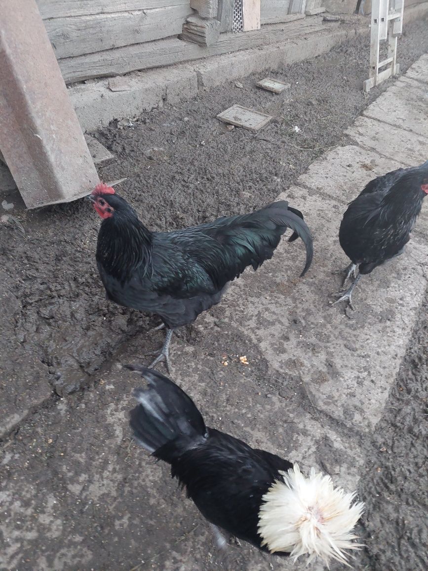 Păsări Australorp