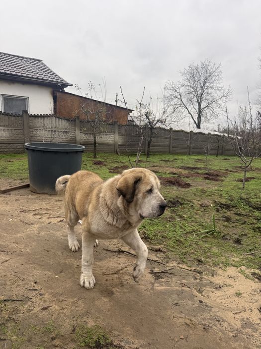 Ciobanesc de asia centrala