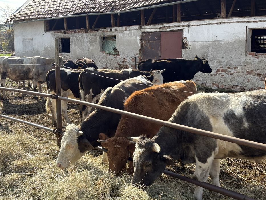 de vanzare vaci tinere si tauri
