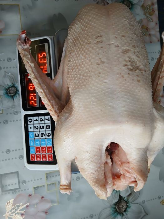 Продам домашних гусей