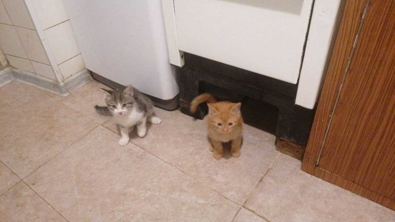 Отдам даром котят в хорошие руки