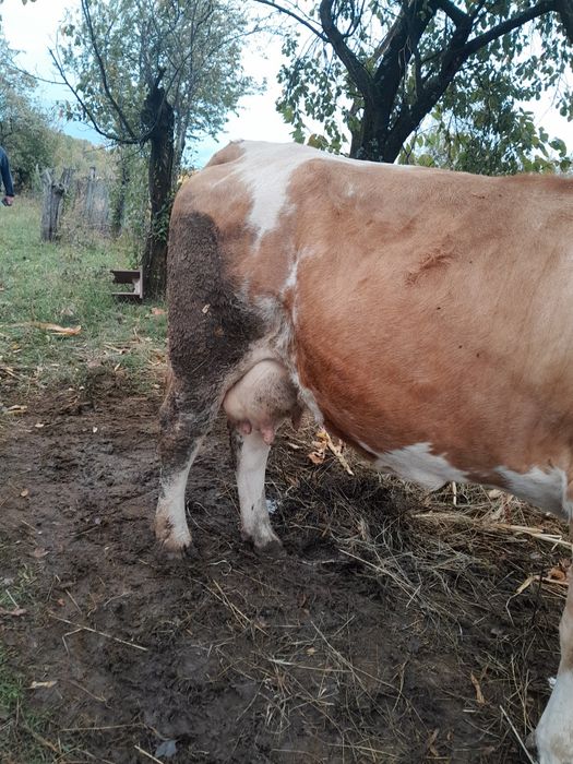 Vând vacă de rasă bălțata românească