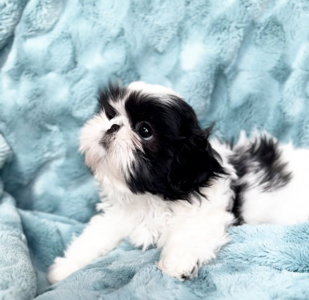 Shih  tzu fetiță   600 lei