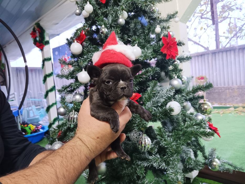 Френски булдог french bulldog