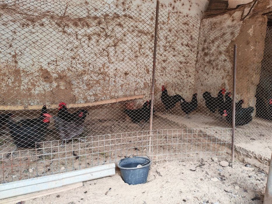 Qora shahzoda va Jersiy zotidagi tovuq tuhumlari sotiladi