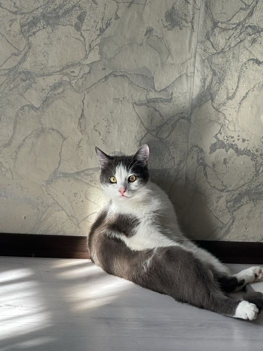 Отдам кота в добрые руки