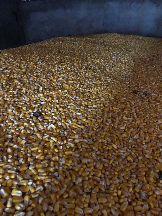 Vând porumb producției 2025 1 leu/kg