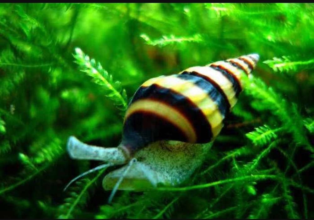 аквариумные улитки хелены