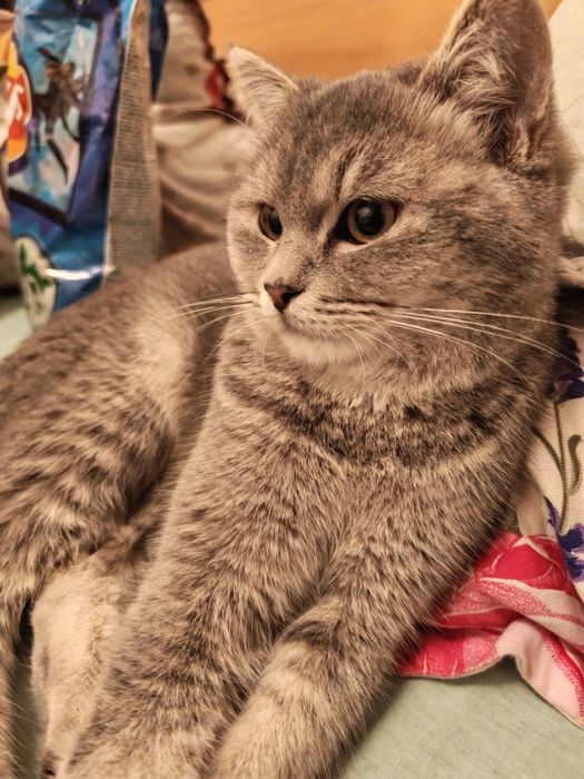 Голубая шиншилла