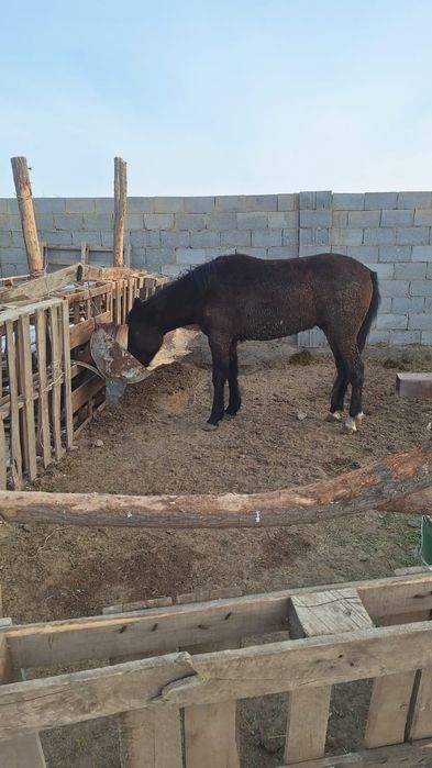 Продам конь молодой