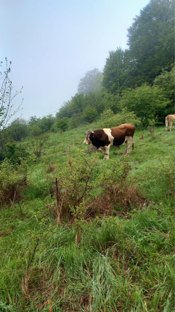 De vanzare taur autorizat