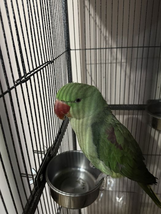 Papagal Marele Alexander (pui) + colivie