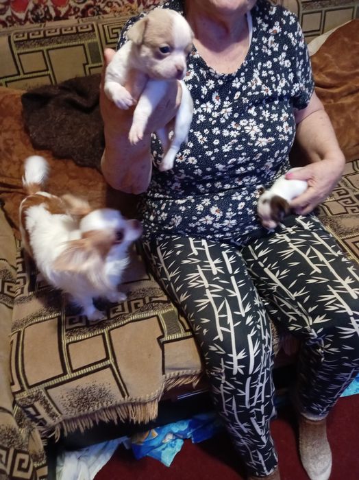 Продам щенков мини чихуахуа