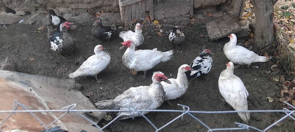 Rate lesesti de vanzare