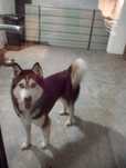 Donez caine Husky