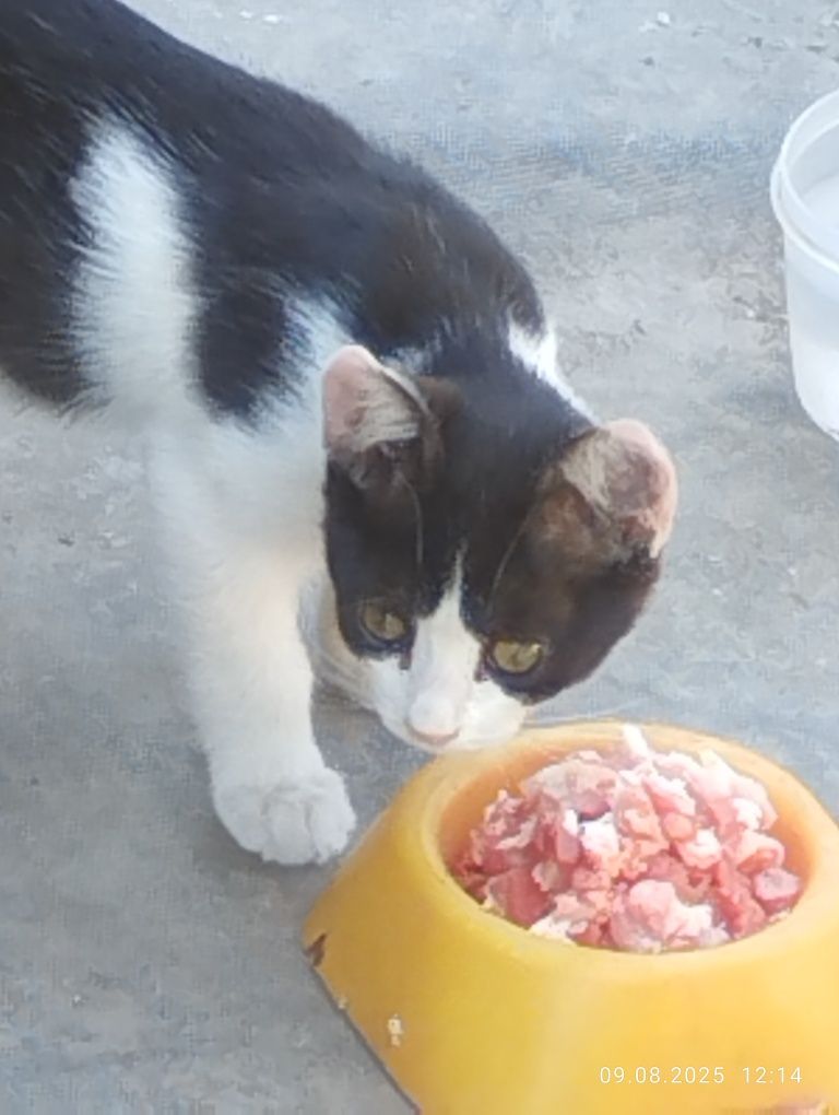 Отдам бесплатно котят