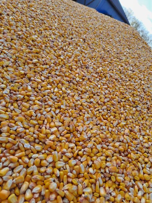 Vând porumb foarte uscat