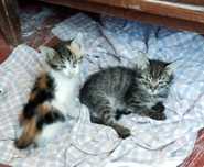 Котята ждут добрых людей