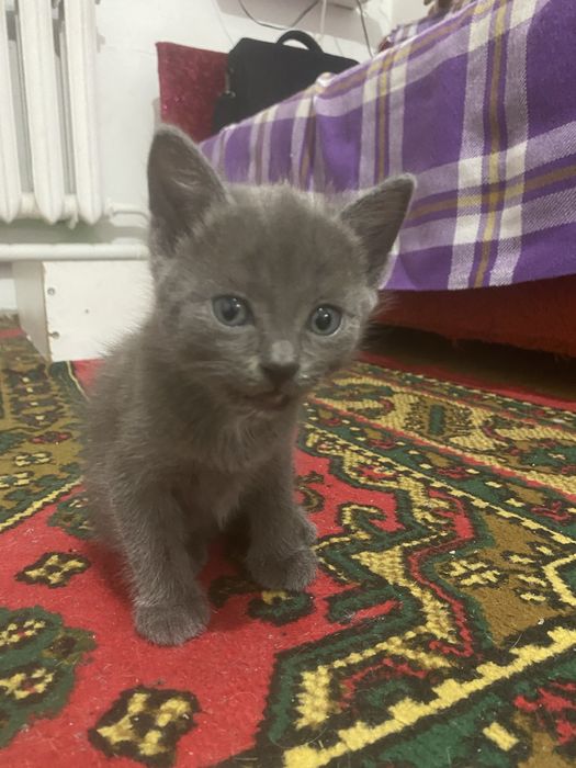 Отдам котяенка в добрые руки . Не звонить писать на ватсап