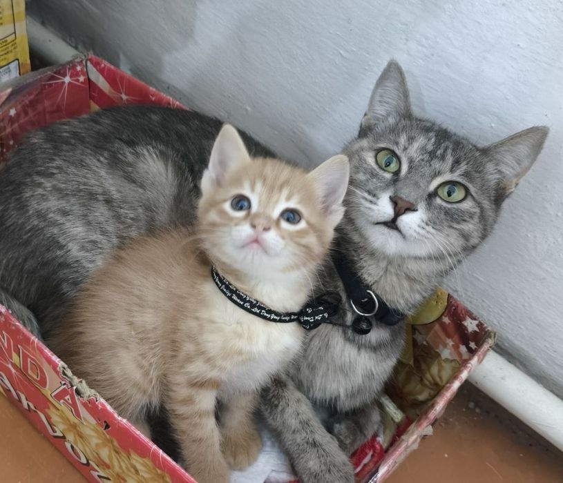 Mushuklar ona-bola tekinga beriladi